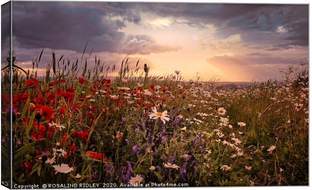 ""Poppy and daisy sunset" Canvas Print by ROS RIDLEY
