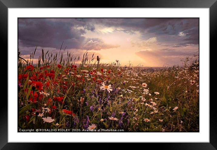 ""Poppy and daisy sunset" Framed Mounted Print by ROS RIDLEY