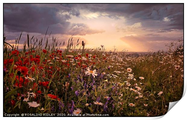 ""Poppy and daisy sunset" Print by ROS RIDLEY