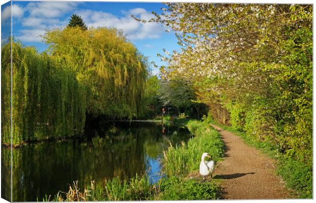 Elsecar Canal in Spring                     Canvas Print by Darren Galpin