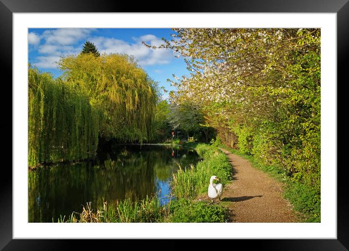 Elsecar Canal in Spring                     Framed Mounted Print by Darren Galpin