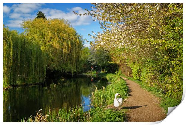 Elsecar Canal in Spring                     Print by Darren Galpin