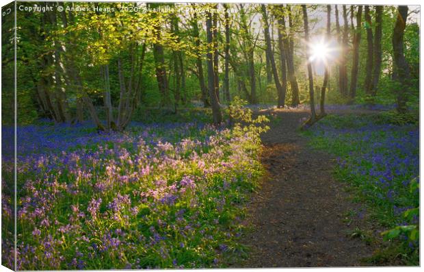 Sunlight shining in woods over bluebells Enchanted Canvas Print by Andrew Heaps
