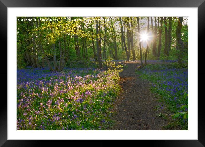 Sunlight shining in woods over bluebells Enchanted Framed Mounted Print by Andrew Heaps