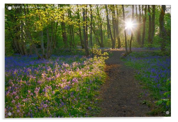 Sunlight shining in woods over bluebells Enchanted Acrylic by Andrew Heaps