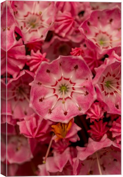 Pink Canvas Print by Gary Schulze