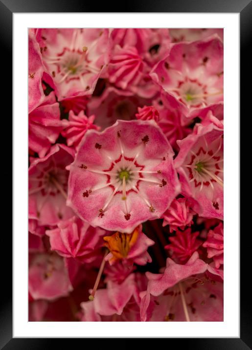 Pink Framed Mounted Print by Gary Schulze