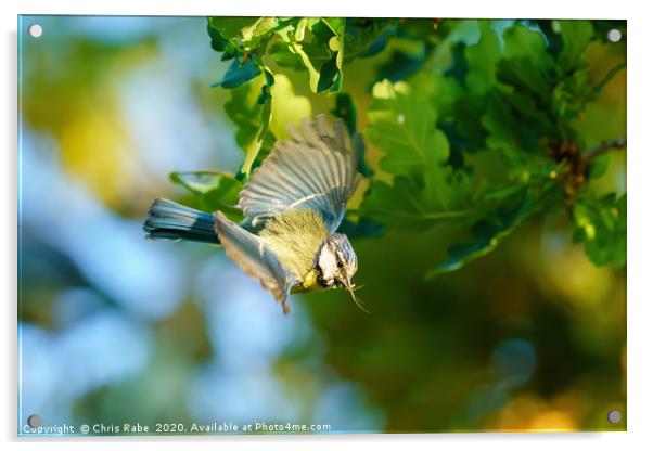 Blue Tit with a spider  Acrylic by Chris Rabe