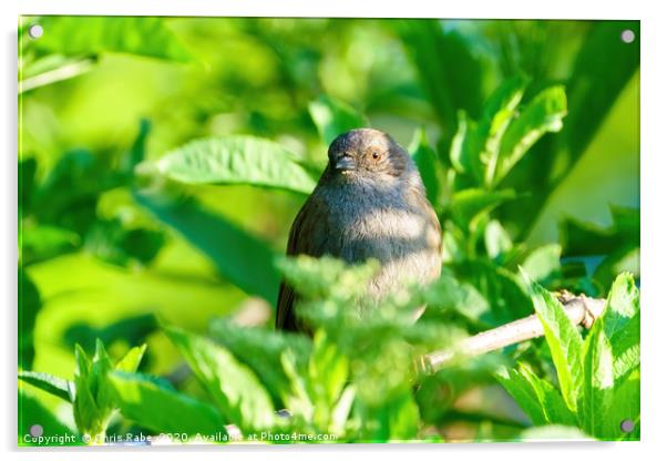 Dunnock in spring Acrylic by Chris Rabe