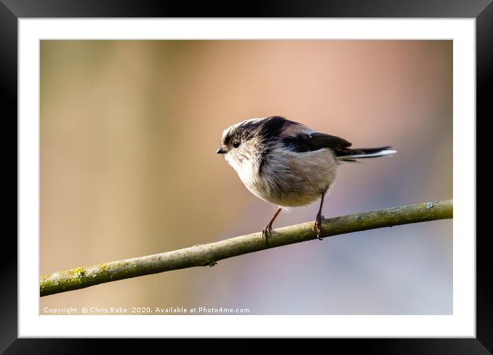 Long-tailed tit in morning light Framed Mounted Print by Chris Rabe