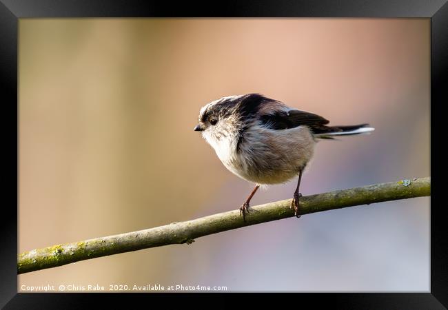 Long-tailed tit in morning light Framed Print by Chris Rabe