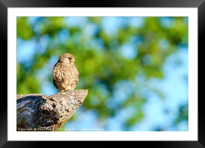 Common Kestrel female  Framed Mounted Print by Chris Rabe