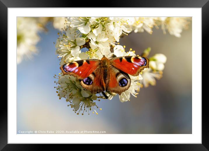 Peacock butterfly on spring blossom Framed Mounted Print by Chris Rabe