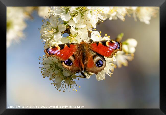 Peacock butterfly on spring blossom Framed Print by Chris Rabe