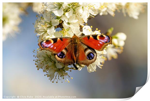 Peacock butterfly on spring blossom Print by Chris Rabe