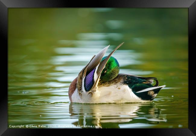Male Mallard cleaning itself Framed Print by Chris Rabe