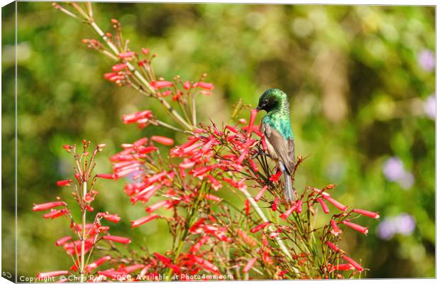 southern double-Collared Sunbird Canvas Print by Chris Rabe