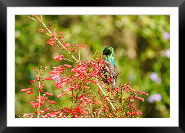 southern double-Collared Sunbird Framed Mounted Print by Chris Rabe