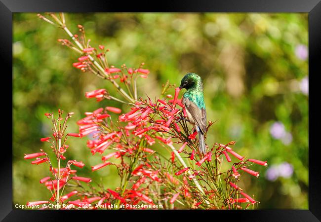 southern double-Collared Sunbird Framed Print by Chris Rabe