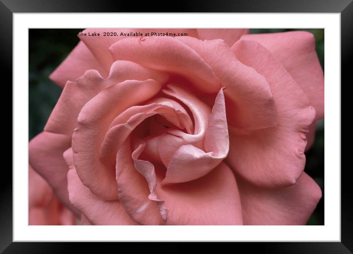 Silken Pink Framed Mounted Print by Christine Lake