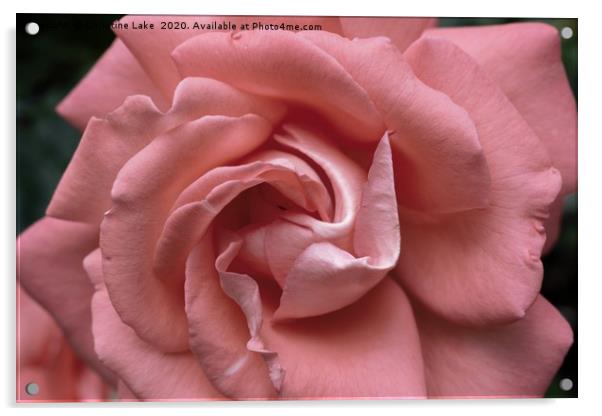 Silken Pink Acrylic by Christine Lake