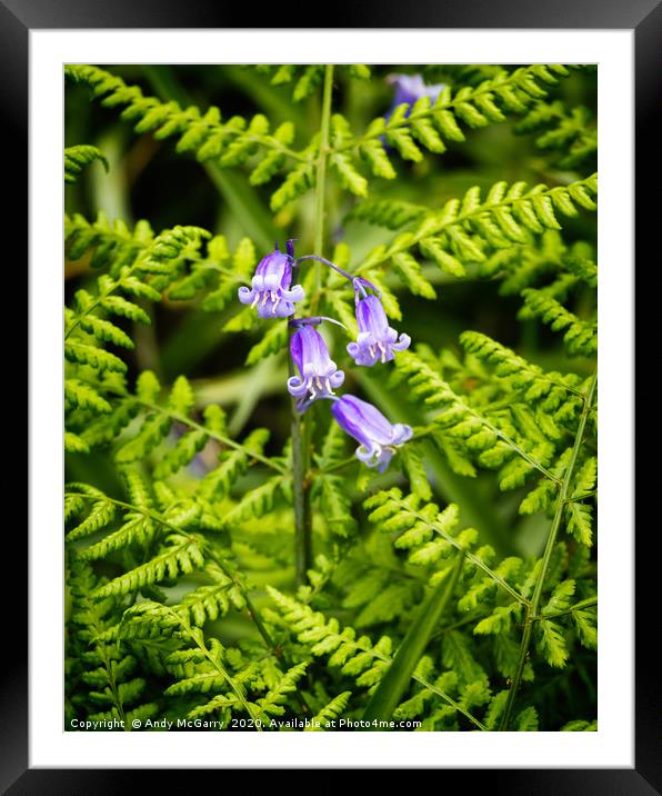 Spring Bluebells Framed Mounted Print by Andy McGarry