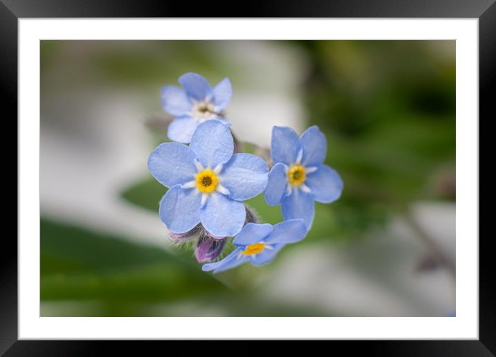 Forget me not Framed Mounted Print by Kevin Snelling