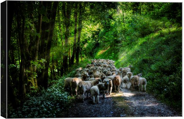 Moving Sheep Along the Tamar Valley, Canvas Print by Maggie McCall