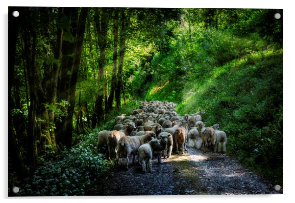 Moving Sheep Along the Tamar Valley, Acrylic by Maggie McCall