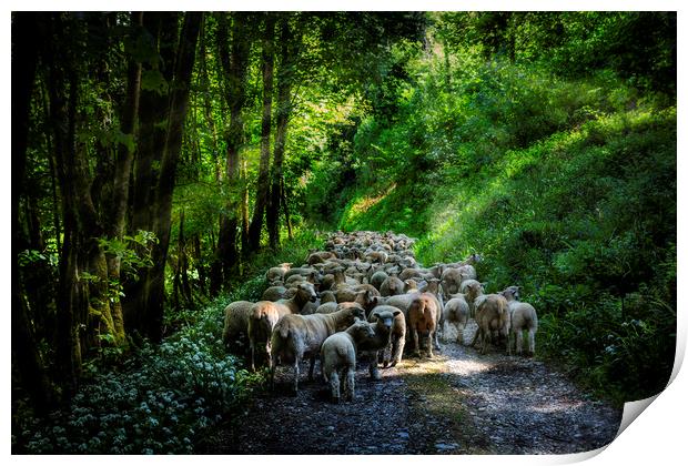 Moving Sheep Along the Tamar Valley, Print by Maggie McCall