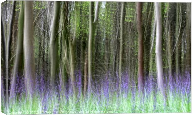 WOODLAND BLUEBELLS IN SPRING Canvas Print by SIMON STAPLEY