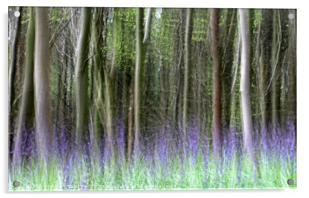 WOODLAND BLUEBELLS IN SPRING Acrylic by SIMON STAPLEY