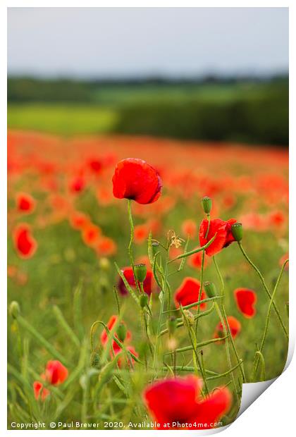 Poppies near Dorchester in June Print by Paul Brewer