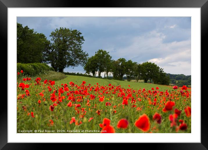 Poppies near Dorchester in June Framed Mounted Print by Paul Brewer