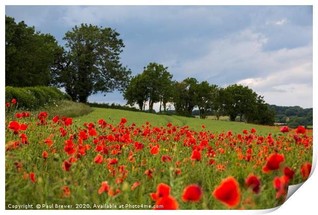 Poppies near Dorchester in June Print by Paul Brewer