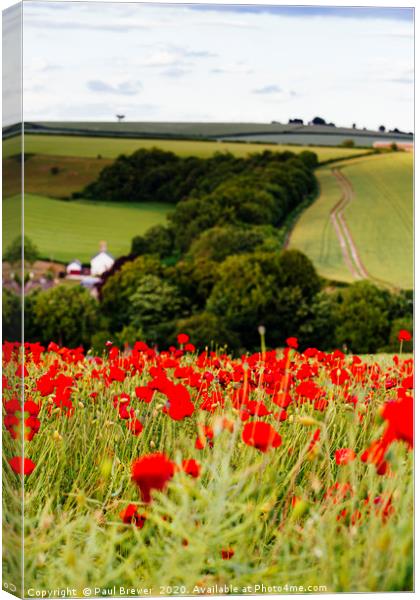 Poppies near Dorchester in June Canvas Print by Paul Brewer