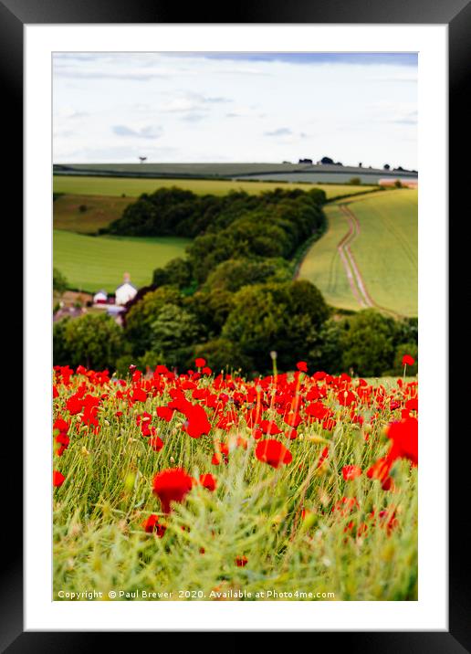 Poppies near Dorchester in June Framed Mounted Print by Paul Brewer