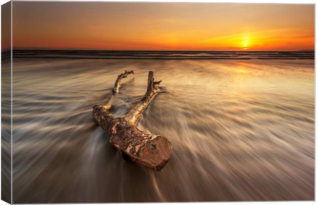 Driftwood Canvas Print by J.Tom L.Photography
