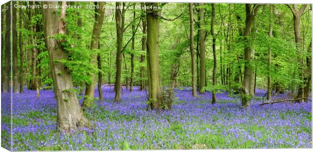 Bluebells Essex  in Ancient Woodlands Canvas Print by Diana Mower