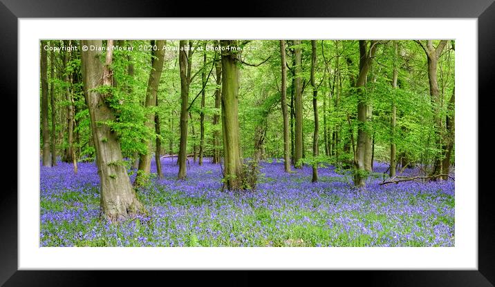 Bluebells Essex  in Ancient Woodlands Framed Mounted Print by Diana Mower