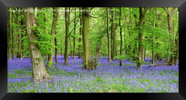 Bluebells Essex  in Ancient Woodlands Framed Print by Diana Mower