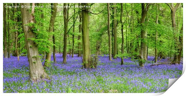 Bluebells Essex  in Ancient Woodlands Print by Diana Mower