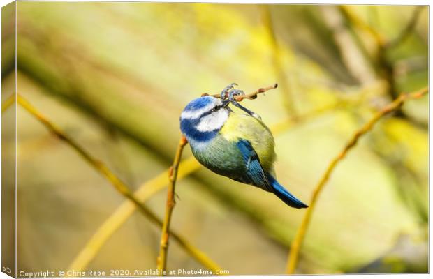 Blue Tit dangling from a twig Canvas Print by Chris Rabe