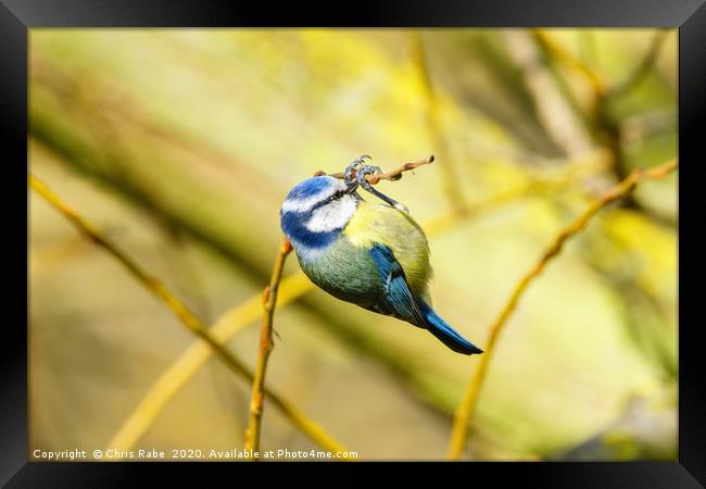 Blue Tit dangling from a twig Framed Print by Chris Rabe