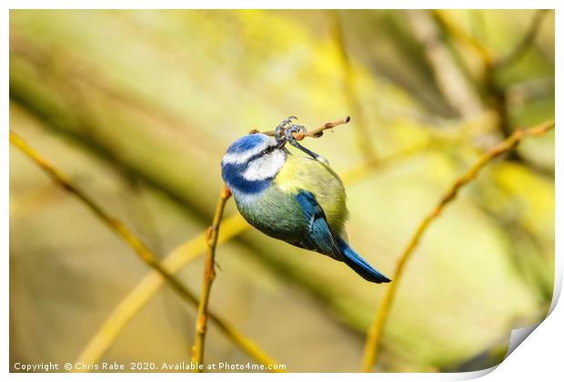 Blue Tit dangling from a twig Print by Chris Rabe