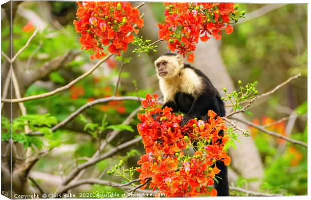 capuchin monkey in flowers Canvas Print by Chris Rabe