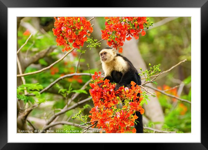 capuchin monkey in flowers Framed Mounted Print by Chris Rabe