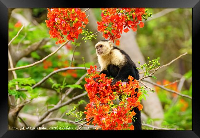 capuchin monkey in flowers Framed Print by Chris Rabe