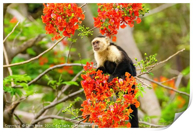 capuchin monkey in flowers Print by Chris Rabe