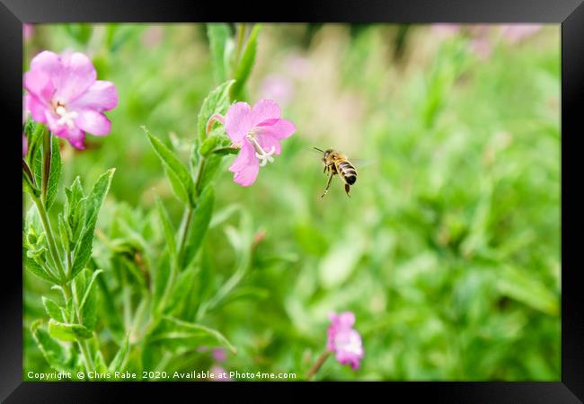 Honeybee coming in to land Framed Print by Chris Rabe